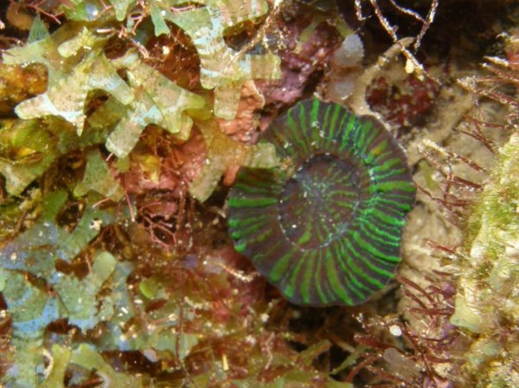 Corail champignon  Scolymia sp.